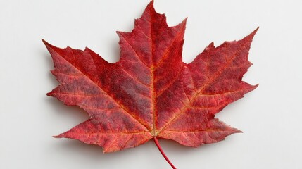Vibrant red autumn maple leaf isolated on neutral background