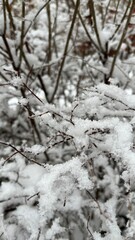 Snow, winter: Close-up of beautiful fresh snow on tree branches in golden sunlight.