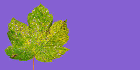 A leaf with spots on it is on a purple background