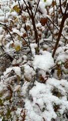 Snow, winter: Close-up of beautiful fresh snow on tree branches in golden sunlight.