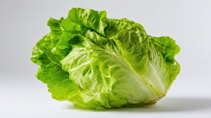 Fresh crisp romaine lettuce isolated on light background