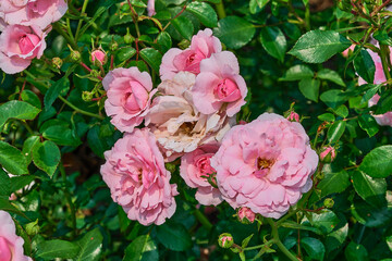 pink rose bush