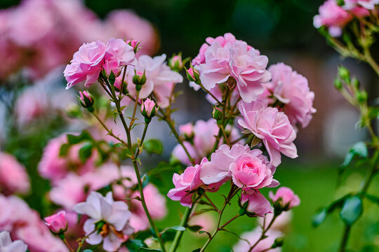 pink flowers in the garden