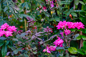pink flowers in the garden