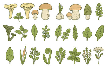 Illustration of various mushrooms and herbs with green leaves organized in a neat layout