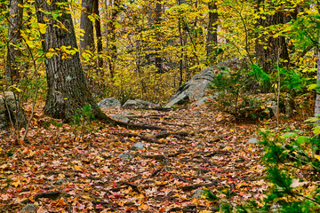 A forest during autumn
