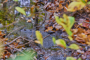 A stream in a forest during the fall.