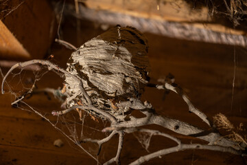 Old wasp nest on branches in an attic.
