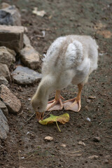 Gosling with whitish down feathers nibbling a leaf.
