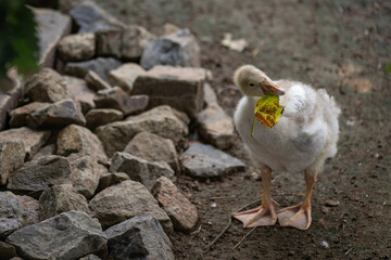 Gosling with whitish down feathers nibbling a leaf.
