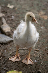 Gosling outdoors in an enclosure with soft down feathers.
