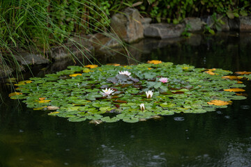 White water lily flowers among leaves in the rain.
