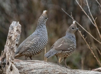 Quail