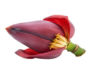 Banana flower blossom isolated with transparent background