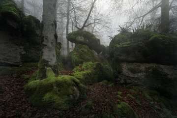 Ancient moss covered beech tree in a misty forest of Urbasa, Spain. Autumn leaves and fog create a mystical, fairytale atmosphere filled with mystery and serenity