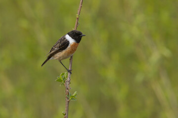 Kląskawka (Saxicola rubicola)  © Grzegorz