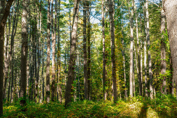 the woods of pearl hill state park