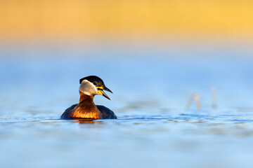 Perkoz rdzawoszyi (Podiceps grisegena) © Grzegorz