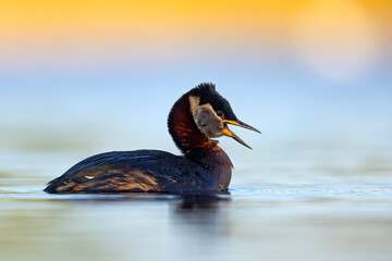 Perkoz rdzawoszyi (Podiceps grisegena) © Grzegorz