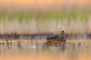 Krakwa (Mareca strepera) © Grzegorz