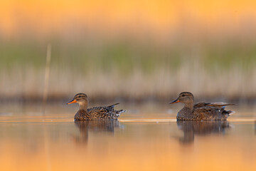 Krakwa (Mareca strepera) © Grzegorz