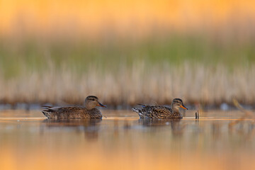 Krakwa (Mareca strepera) © Grzegorz