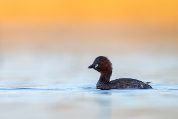 Perkozek (Tachybaptus ruficollis)  © Grzegorz