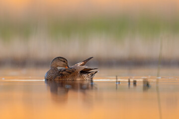 Krakwa (Mareca strepera) © Grzegorz