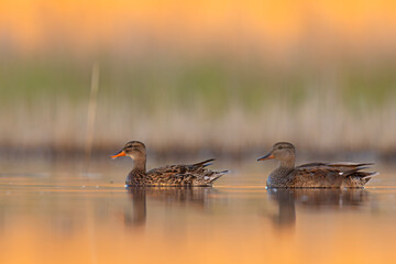 Krakwa (Mareca strepera) © Grzegorz