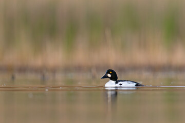 Gągoł (Bucephala clangula)  © Grzegorz