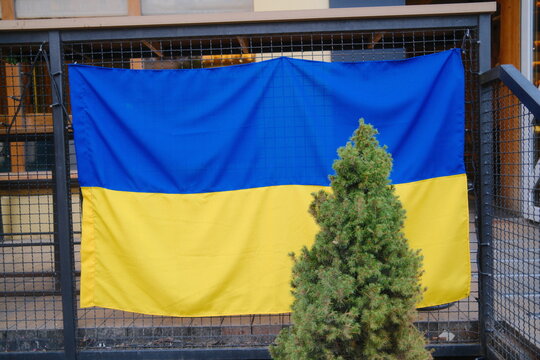 A yellow and blue Ukrainian flag is displayed on a metal fence beside a small tree.