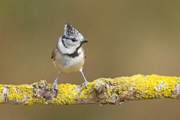 Czubatka (Lophophanes cristatus)  © Grzegorz