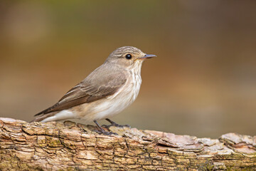 Muchołówka szara (Muscicapa striata) © Grzegorz