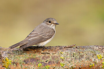 Muchołówka szara (Muscicapa striata) © Grzegorz