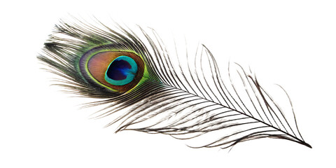 Fototapeta premium Peacock feather with iridescent eye on isolated on a transparent background blue