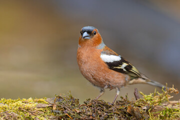 Zięba (Fringilla coelebs) © Grzegorz
