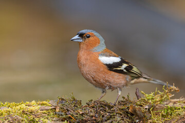 Zięba (Fringilla coelebs)