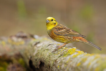 Trznadel (Emberiza citrinella)