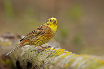 Trznadel (Emberiza citrinella) © Grzegorz