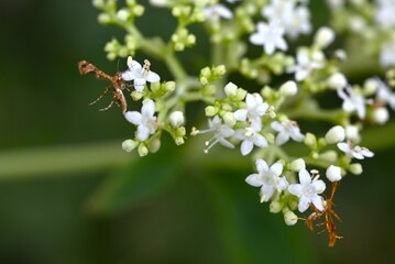 Deuterocopus albipunctatus sucking nectar. This moth is a member of the Pterophoridae family and lives in Japan, the Korean Peninsula, and China. Its unique shape is captivating.