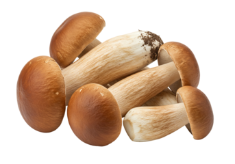 Fresh boletus edulis mushrooms isolated transparent background