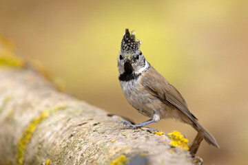 Czubatka (Lophophanes cristatus)  © Grzegorz