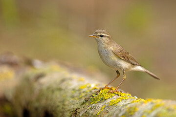 Piecuszek (Phylloscopus trochilus) © Grzegorz