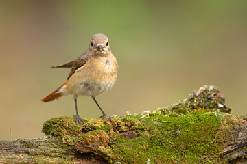 Pleszka (Phoenicurus phoenicurus) © Grzegorz
