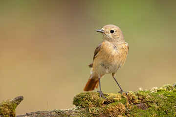 Pleszka (Phoenicurus phoenicurus) © Grzegorz
