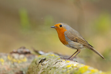 Rudzik (Erithacus rubecula)