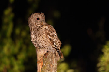 Puszczyk (Strix aluco)