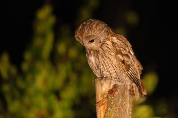 Puszczyk (Strix aluco)