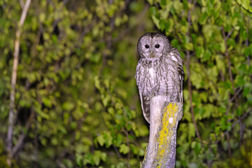 Puszczyk (Strix aluco)