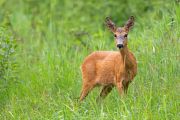 Sarna europejska (Capreolus capreolus)